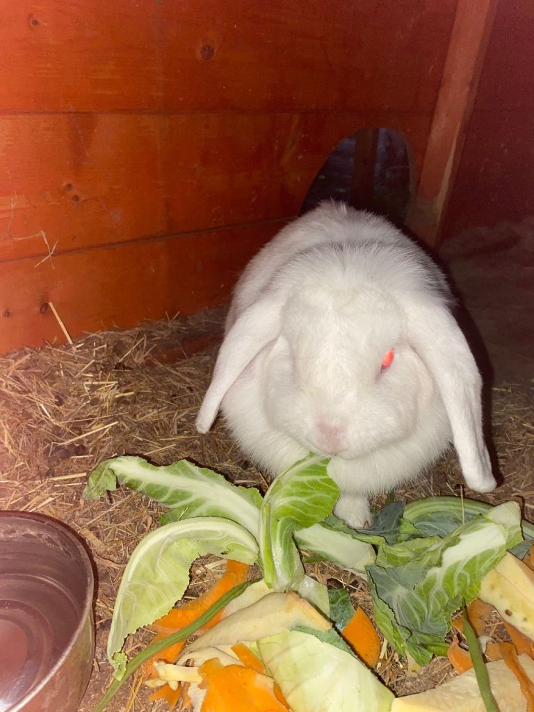 Floppy eared rabbit 