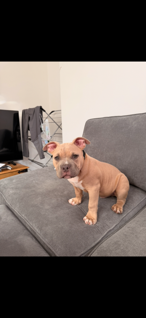 American pocket bully