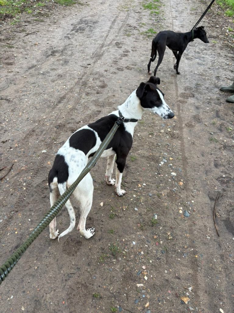 Saluki whippet greyhound 
