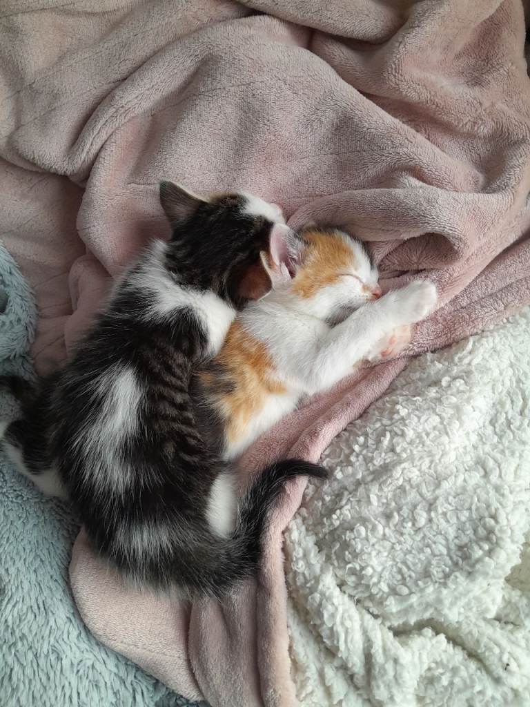 Kittens