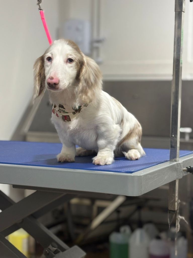 Miniature  dachshund 