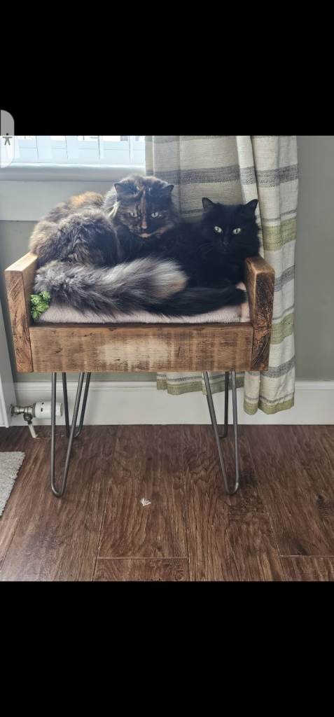 Cats ,  bonded pair 