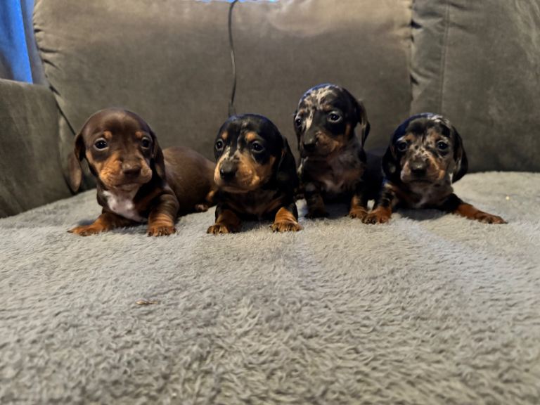 Dachund puppies for sale 