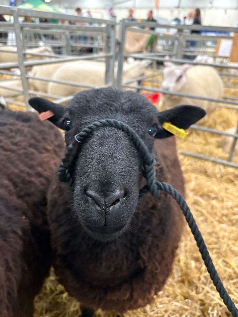 Grazing required for small flock of sheep 