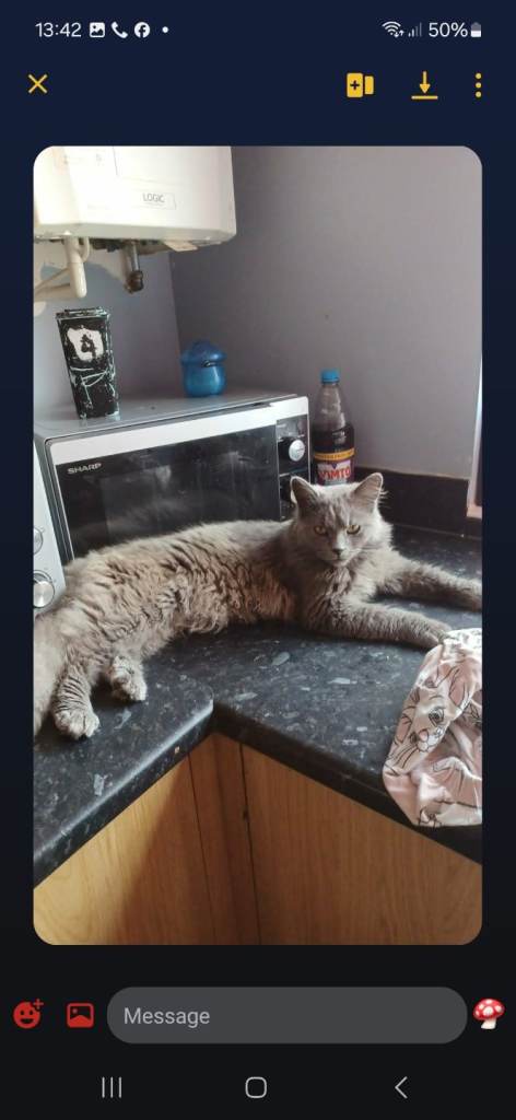 Maine coon 9 months old 