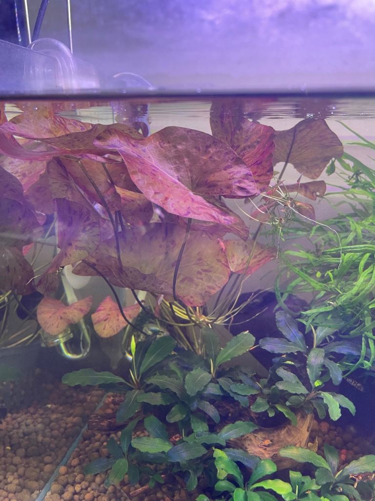 Aquarium plants and wood