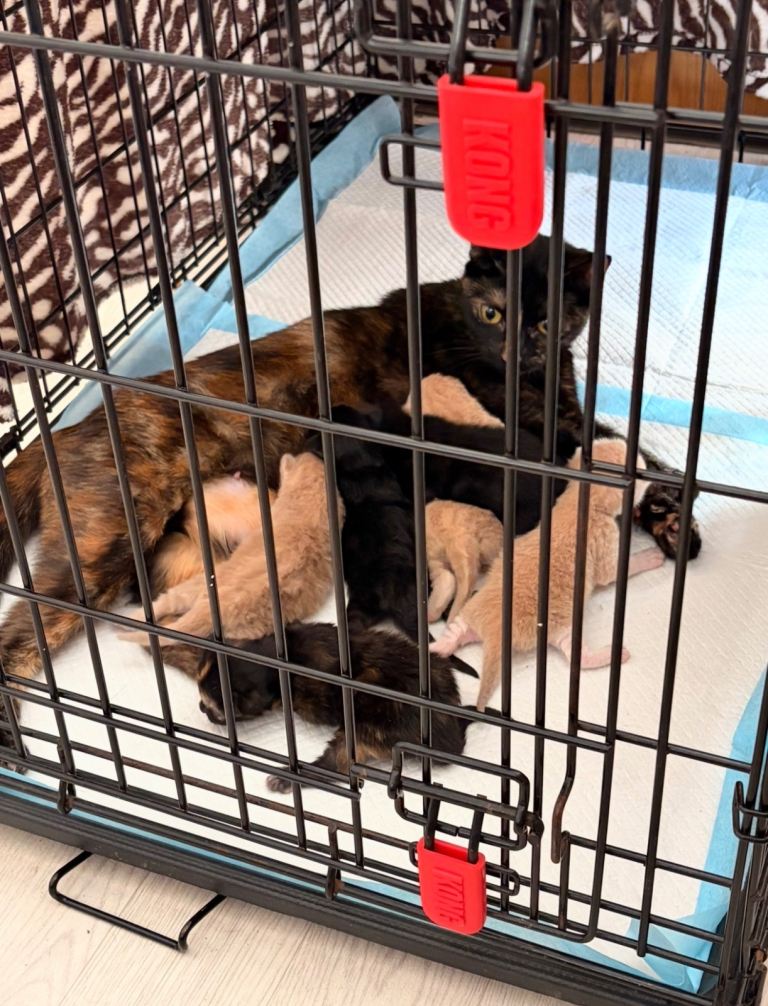 Kittens