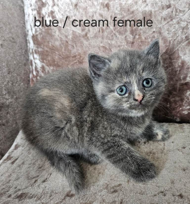 5 kittens x British blue shorthair crossed