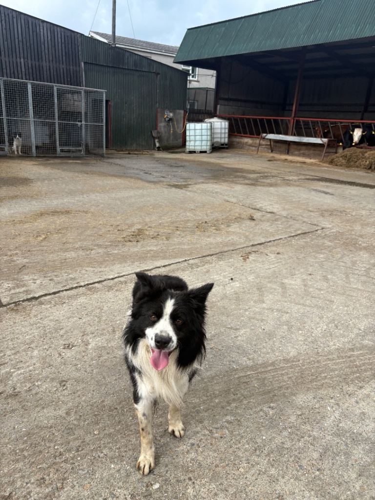 Male collie dog 