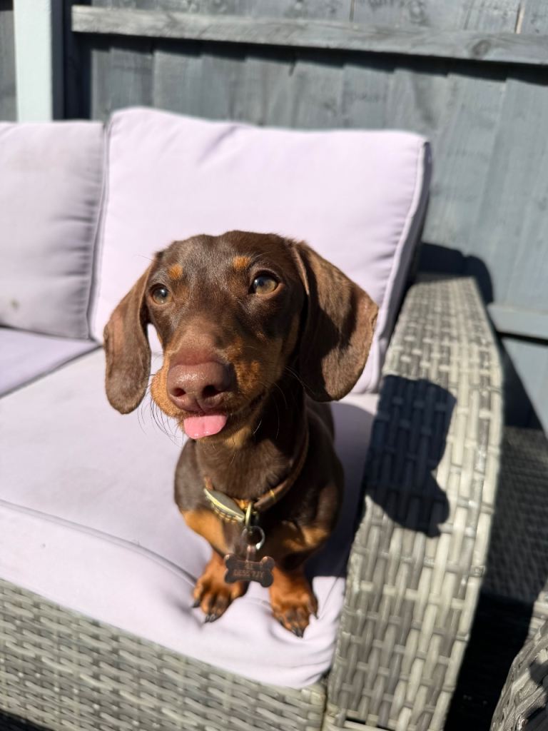 Frankie In Search of His Forever Home 