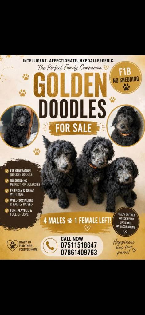 F1B Rare black Goldendoodle puppies (10) in North Wales- Llandudno