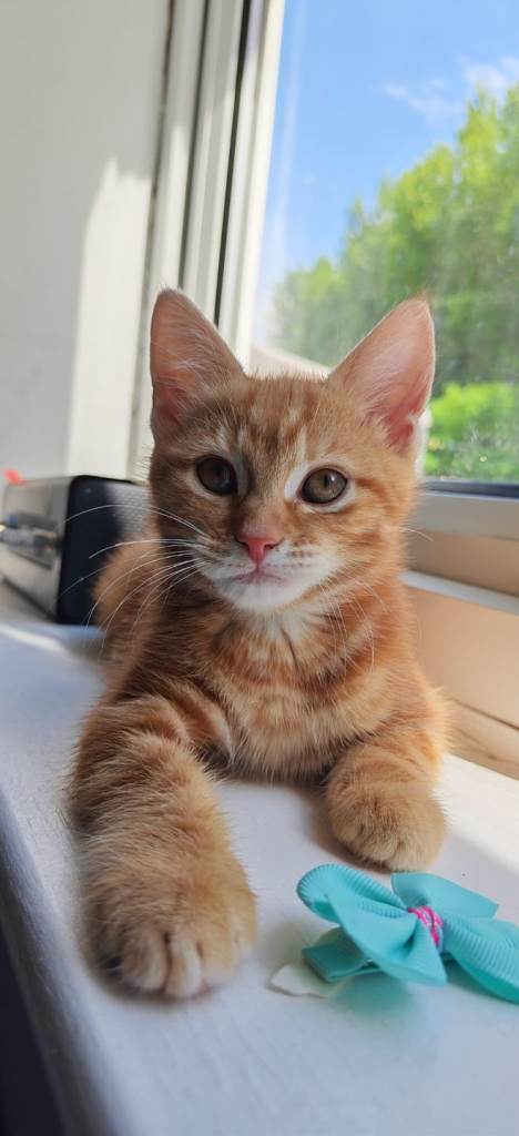 Amazing short  hair  kittens ready to go now, cross bengal 