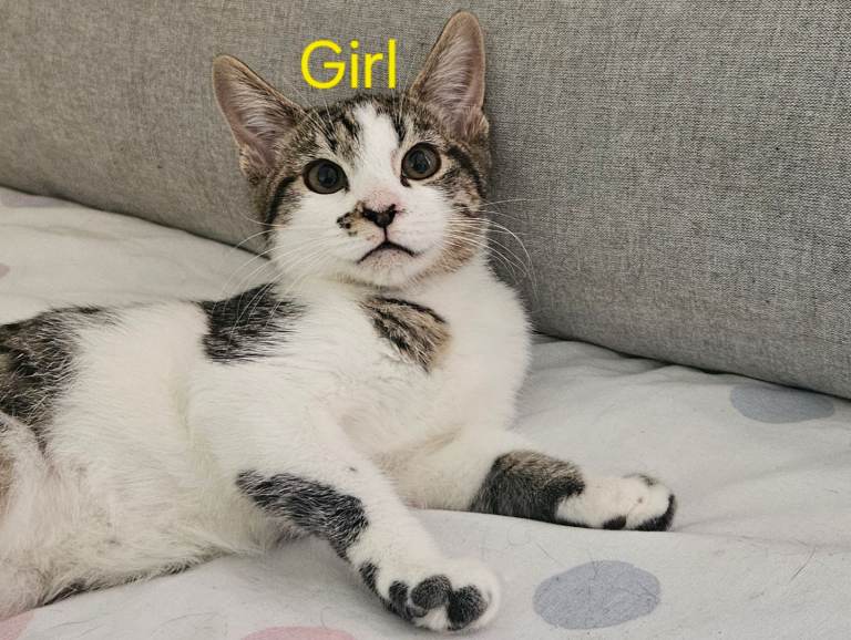 1 beautiful tabby kitten ready for rehoming 