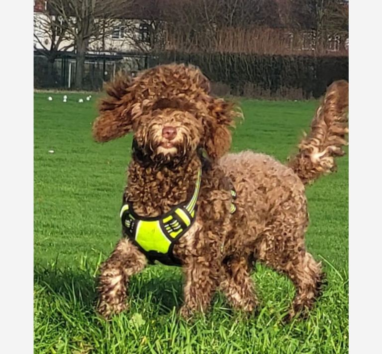 6 months old cockapoo- poodle 