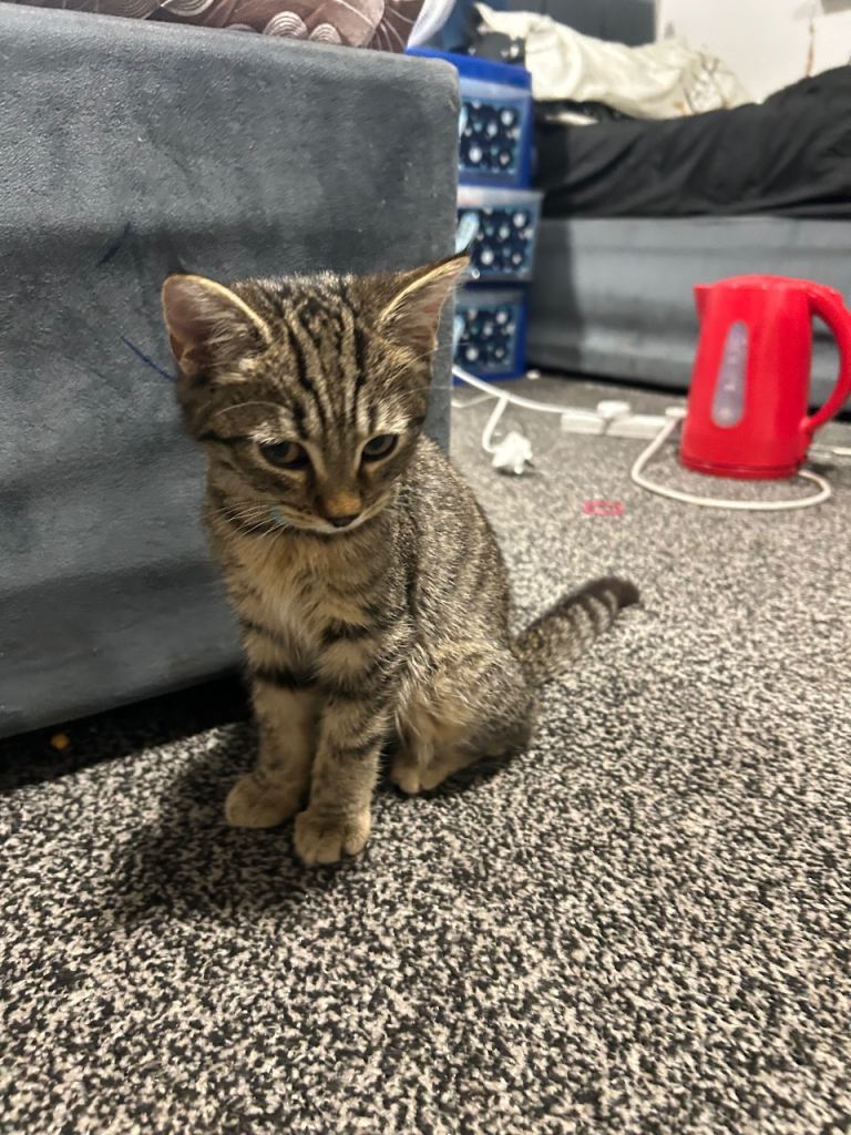     Beautiful 4-Month-Old Female Kitten – Looking for a Loving Home