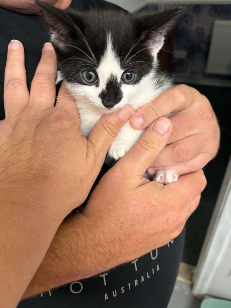 Kittens 