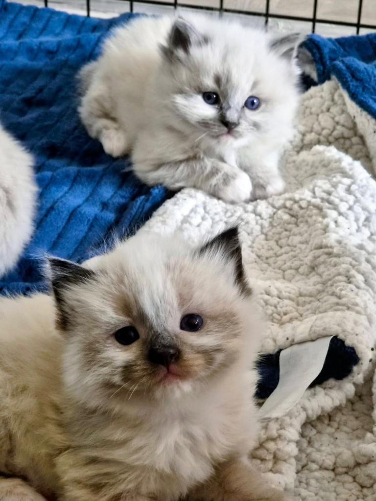 Ragdoll kittens 