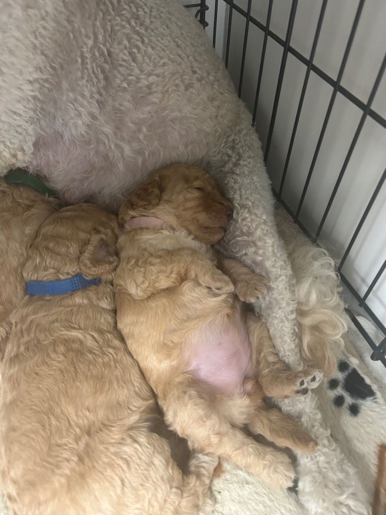 Beautiful Golden Cockapoo Puppies 