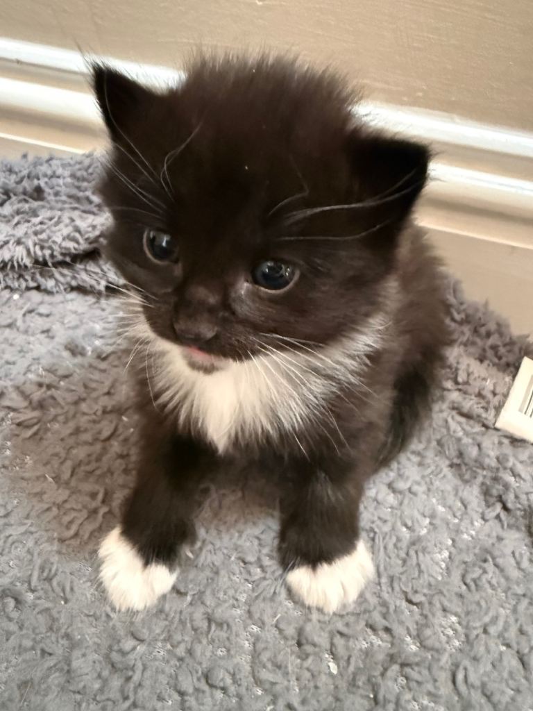 Kittens