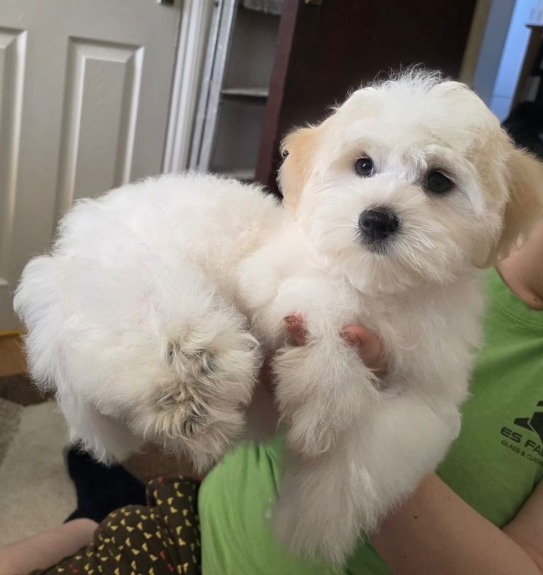 2 Male Bichon Frise Puppies for Sale 🐶 🩵🩵