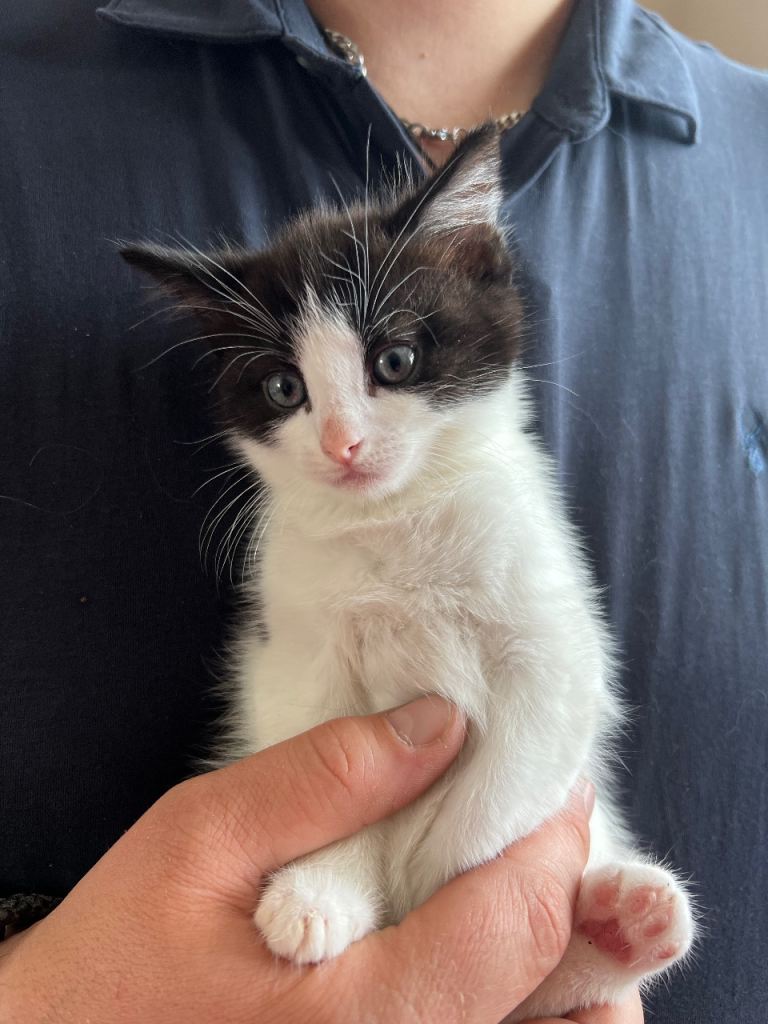 Tuxedo 