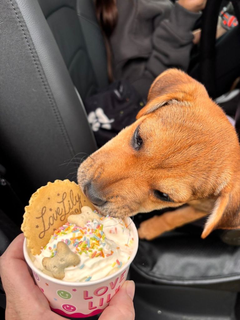 Puppy for sale Patterdale x Lakeland Terrier 