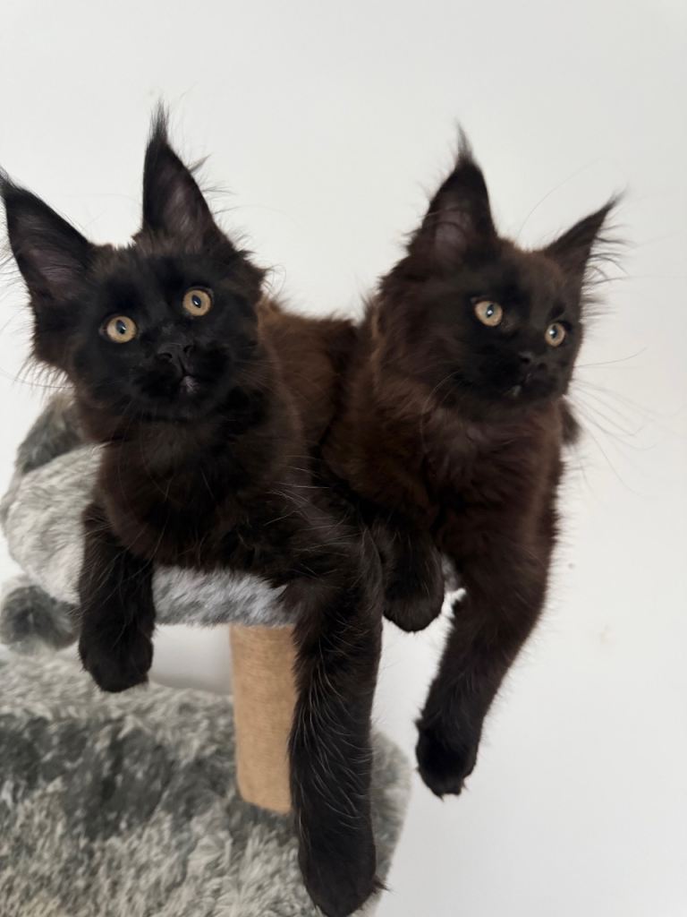 🐾 Tica Registered Maine Coon Kittens Available 