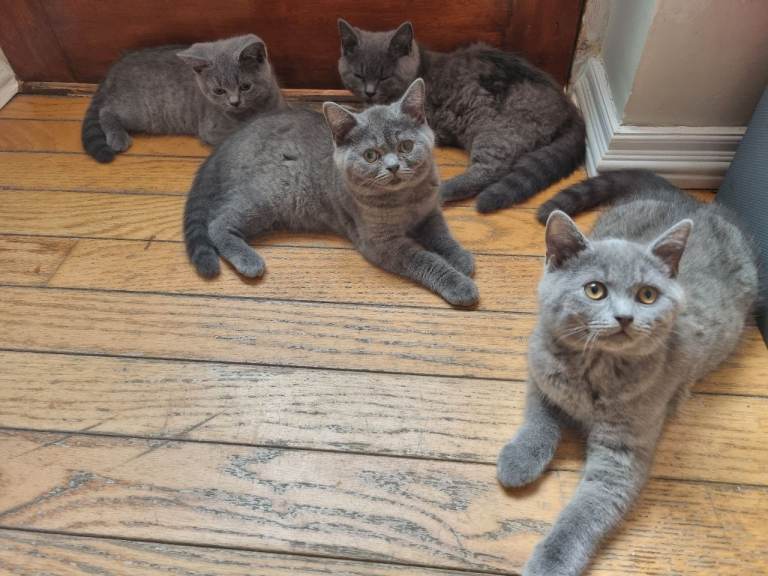 BRITISH SHORT HAIR KITTENS - READY FOR NEW LOVING HOME