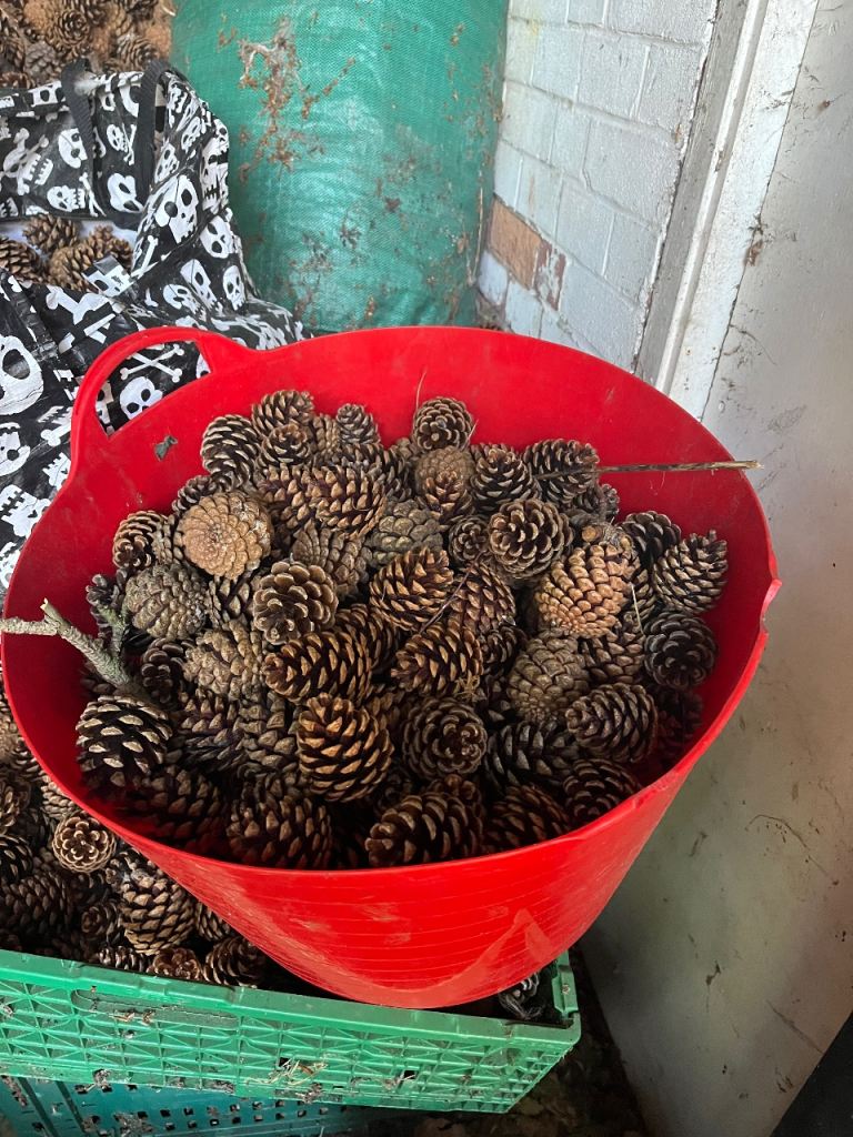 Pine cones