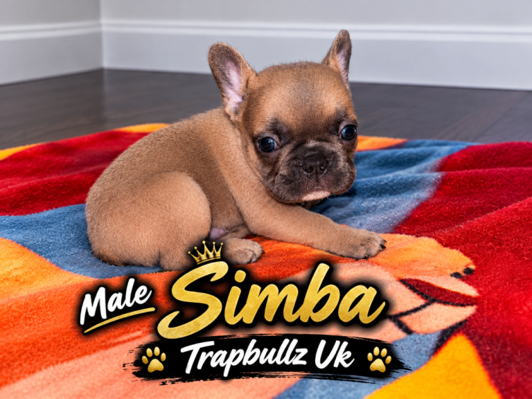 French Bulldog Puppies – Beautiful Healthy Litter – Boys & Girl Available 🐾