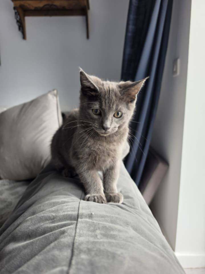 Maine coon cross