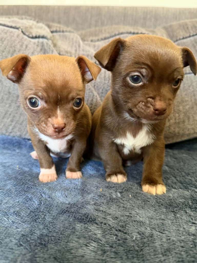 Chihuahua pup boy and girl ready now