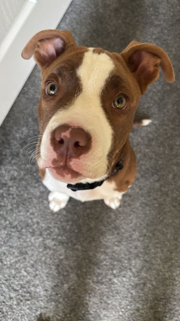 17wk male staffy cross