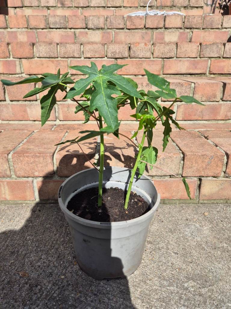 image for Papaya plant 