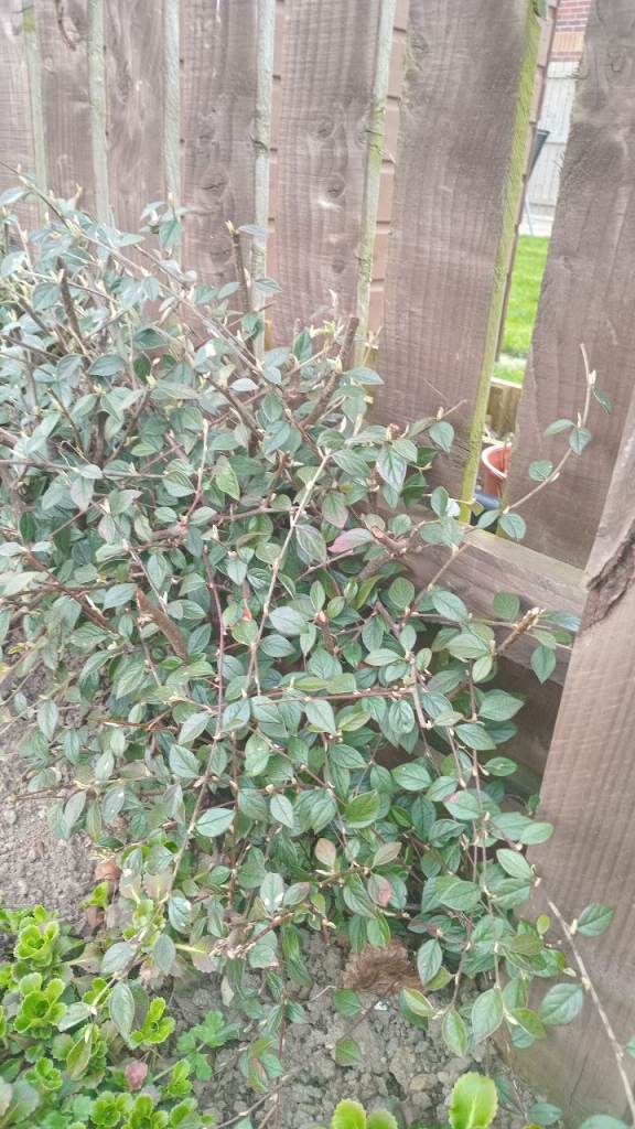 Cotoneaster Shrub for Garden