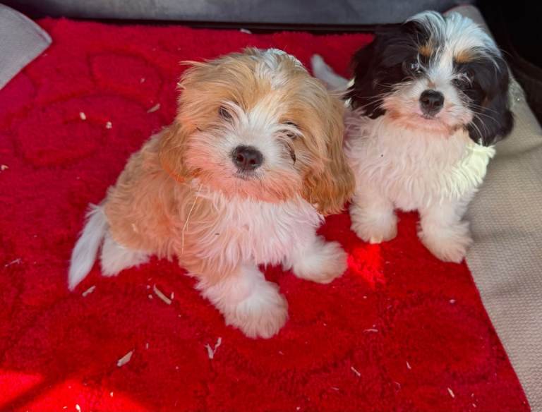 Shihtzu x bichon frise puppy's for sale 