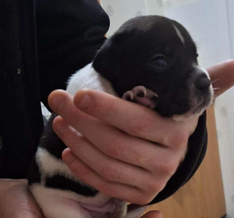 Pups looking for forever home 