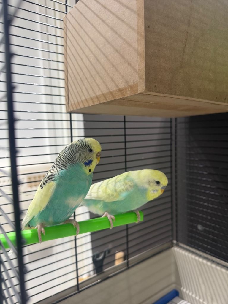 Pair of budgies with cage 