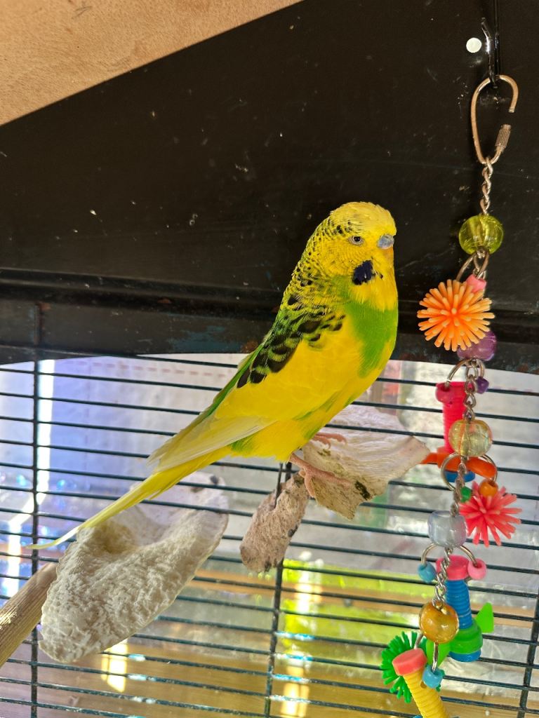 Budgie Bird 