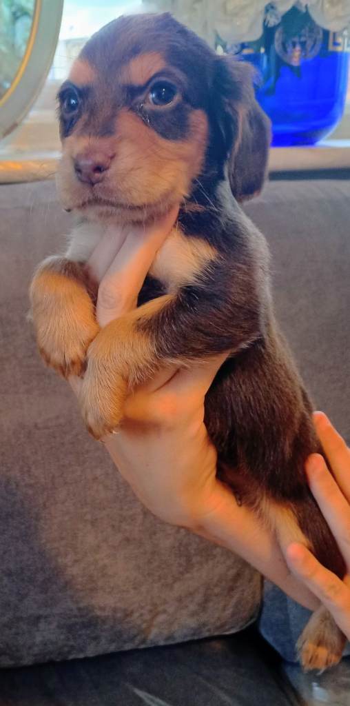 Cocker spaniel puppies 