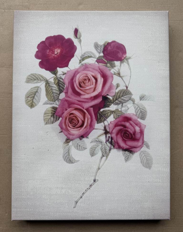 Rose Canvas