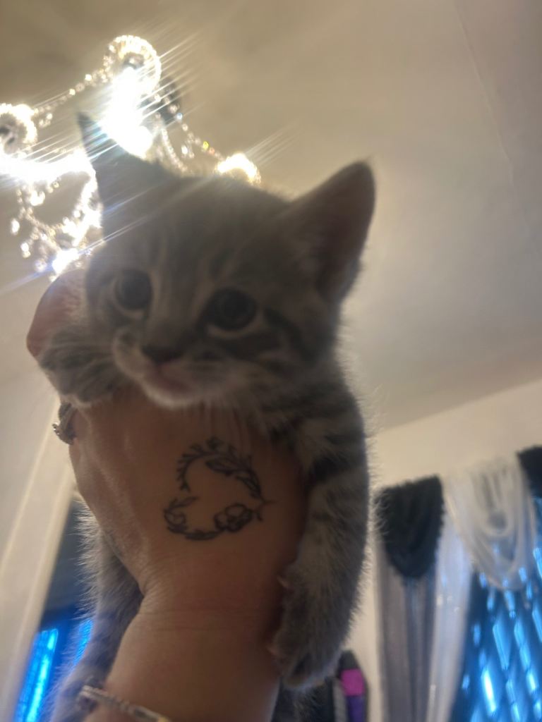 2 Beautiful kittens left for sale *£200 each* ***SOLD***