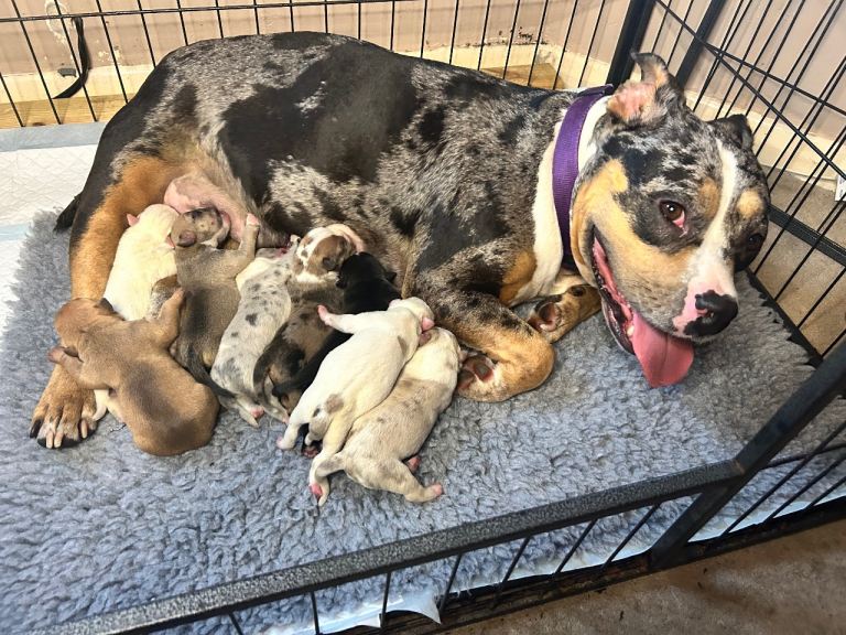 ABKC Pocket bully’s 