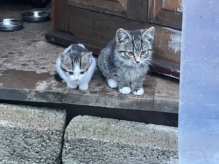 Kitten