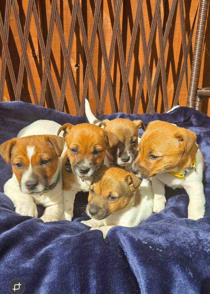 Traditional short leg and smooth coat jack russell puppies