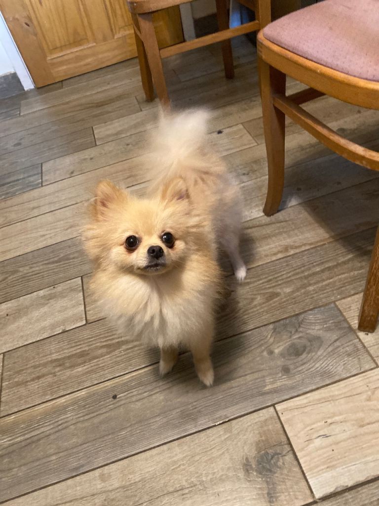 1 year old Pomeranian for sale