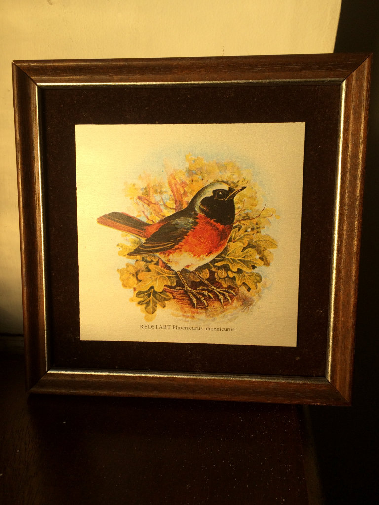 Vintage Framed Redstart Phoenicurus