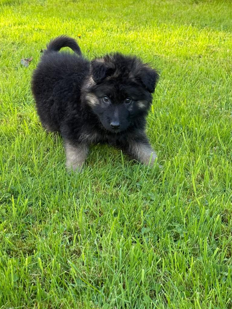 Purebred German Shepherd Puppies 2 females left