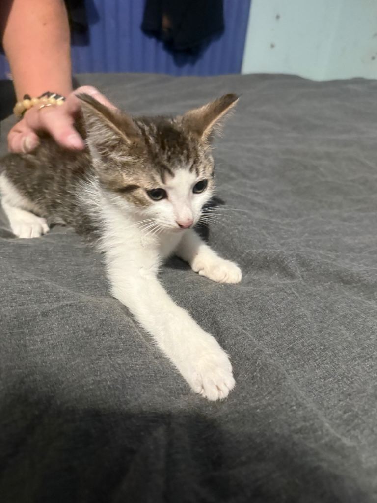 Kittens need gone asap