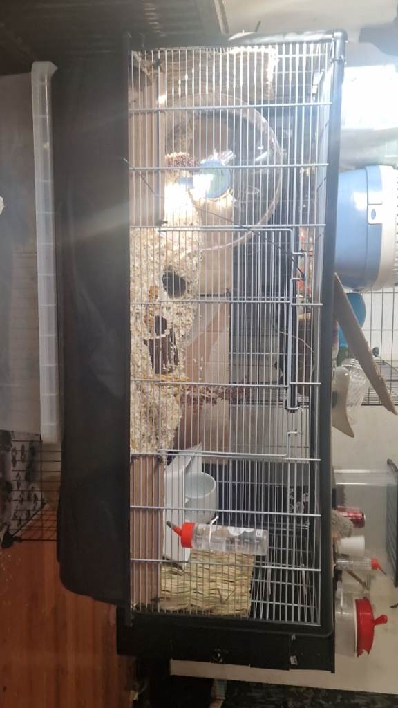 salvic plaza hamster cage
